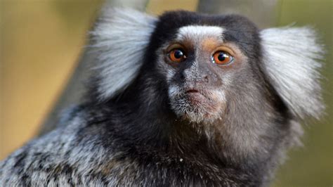Video How Marmoset Babies Learn To Talk Science Aaas