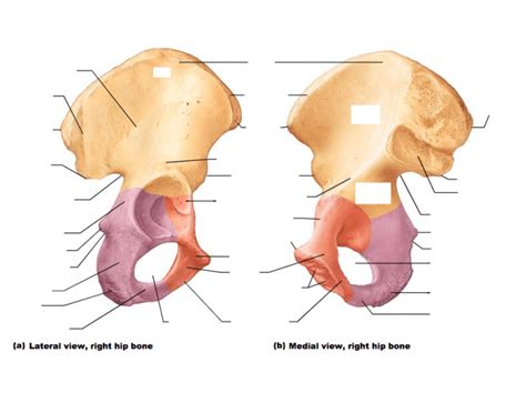 Hip Bone Anatomy