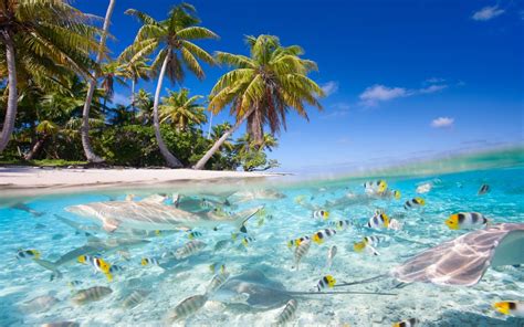 Tropical Scenery Sea Beach Palm Trees Fish Sharks 2560x1600