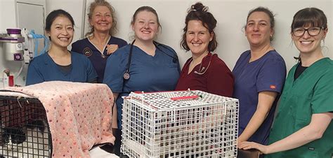 Warrington Animal Welfare Help Local People Neuter And Chip Their Cats