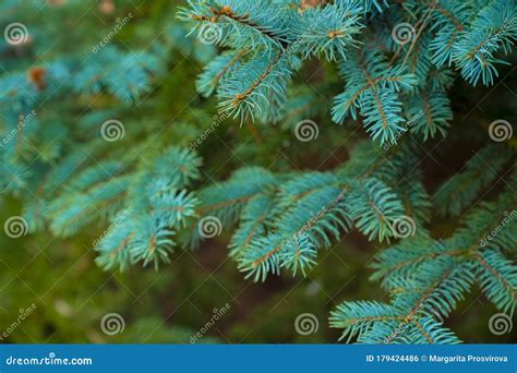 Branches Of Blue Spruce In The Garden Stock Photo Image Of Park