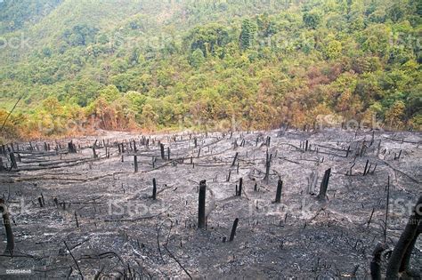 Deforestation After Forest Fire Natural Disaster Laos Stock Photo