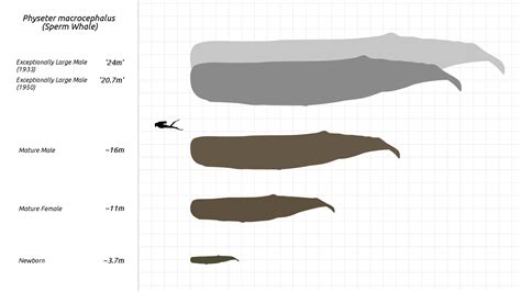File Sperm Whale Scale Chart Svg Steveoc86 Svg Wikipedia