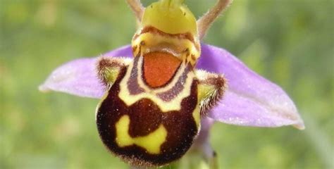 9 Orchidei Które Wyglądają Bardziej Jak Zwierzęta Owady Lub Ludzie