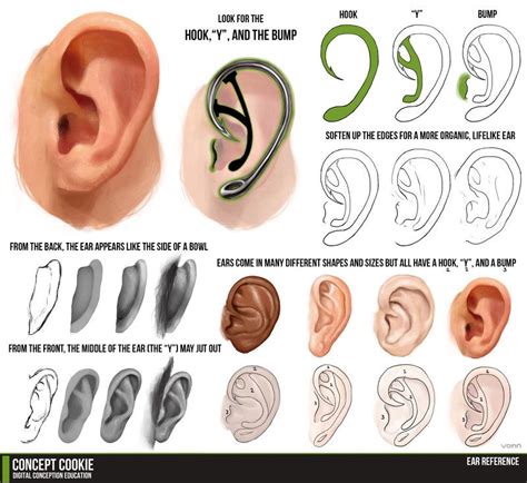 Ear Tutorial Resource By Conceptcookie On Deviantart Cg Anatomy