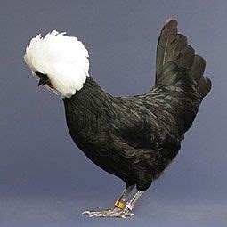 I don't know how it works but the white makes the black darker in fewer coats. White Crested Black Polish Bantam | Pássaros bonitos ...