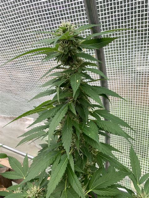 First time outdoor greenhouse grow | Grasscity Forums - The #1 ...