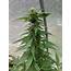 First Time Outdoor Greenhouse Grow  Grasscity Forums The 1