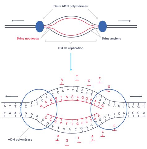 La Réplication De Ladn 1ère Cours Svt Kartable