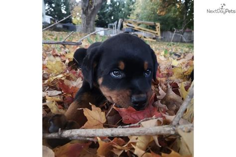 Check newest german rottweiler litters and puppies from fere perfectum rottweiler kennel. Rottweiler puppy for sale near Portland, Oregon ...