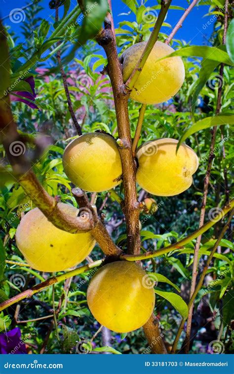 Peaches On Tree Stock Image Image Of Orchard Nature 33181703