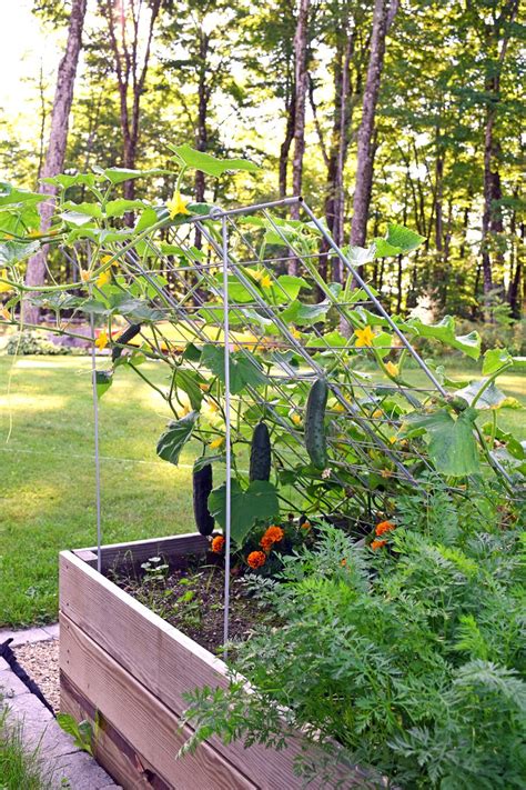 As the cucumbers grow up the face of your trellis, their fruit hangs down. How to use a Cucumber Trellis. | Cucumber trellis, Trellis ...