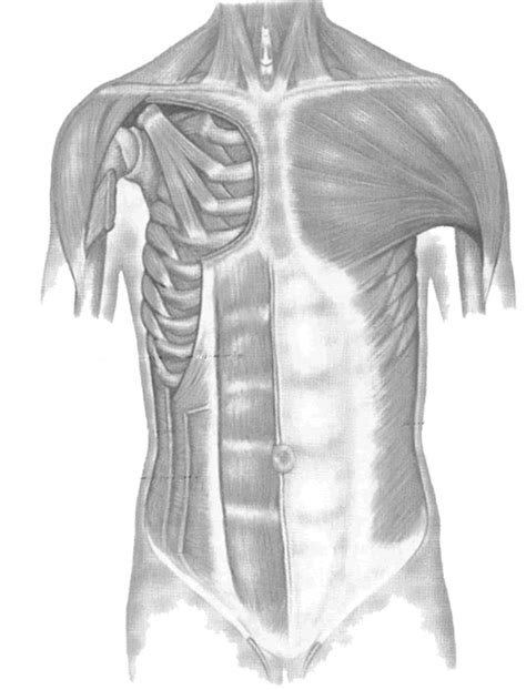 Label The Muscles Of The Thoracic Region