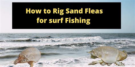 How To Rig Sand Fleas For Surf Fishing Tips And Tricks