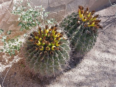 Cactusintucsonarizona3 Tucson Ehlers Danlos Syndrome Alliance