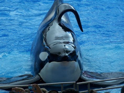 Orcas In Captivity Dorsal Fin