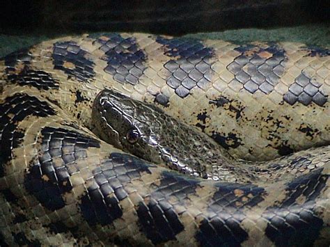 National Geographics Dark Spotted Anacondas