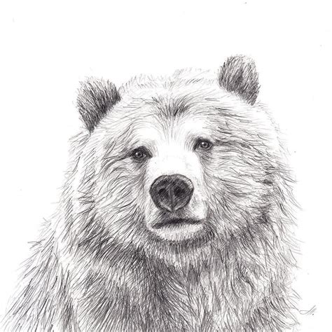 Bear Bearlove Beardrawing Bearpencil Bearillustration