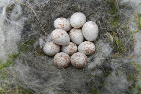 British Bird Egg Identification Chart The Bird House