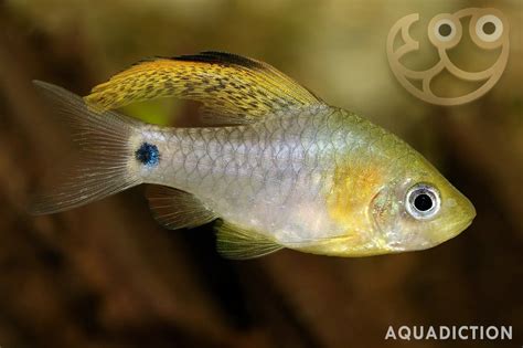 Drape Fin Barb Oreichthys Crenuchoides Fish Profile And Care Guide