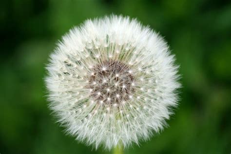 Dandelion Seed Head Stock Photo Image Of Perfect Cotton 5224792