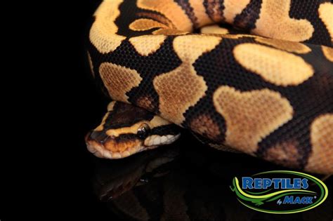 Ball Python Care Sheet Reptiles By Mack