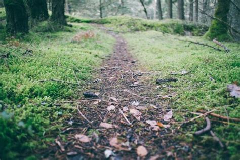Free Images Tree Nature Forest Path Grass Outdoor Track Trail