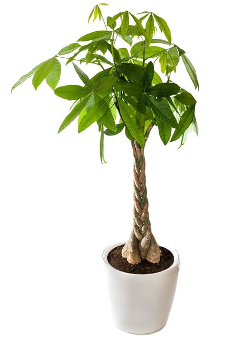 We Tell You How To Braid A Money Tree In 6 Easy Steps Gardenerdy