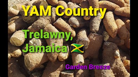 🇯🇲 jamaican yellow yam farm tour trelawny jamaica shorts shortsfired farm yam vegan