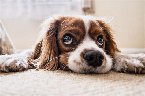 How To Tell If Your Dog Is Depressed — Bark Industries