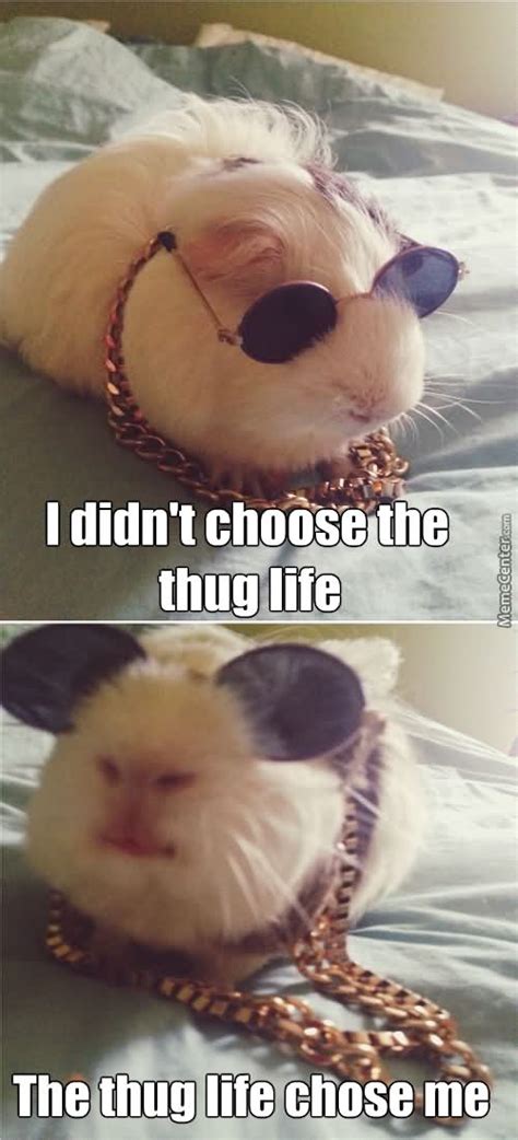 Hamster Meme I Didnt Choose The Thug Life The Thug Picsmine