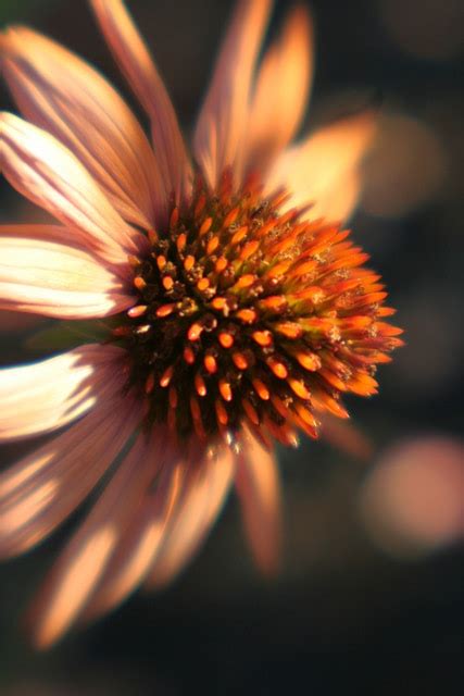 Tips And Beautiful Examples For Your Macro Flower Photography