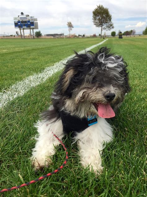 Microchipping and registering your puppy 5. Havanese Puppy Shopping List • The Cooking Dish