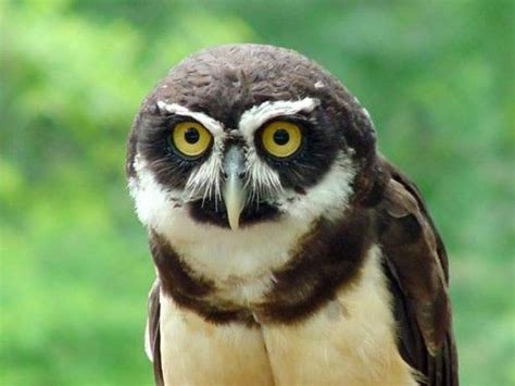 Top 10 Most Rare Rainforest Birds Gettoptenscom Rainforest Birds