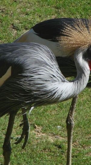 White Long Neck Bird Free Image Peakpx