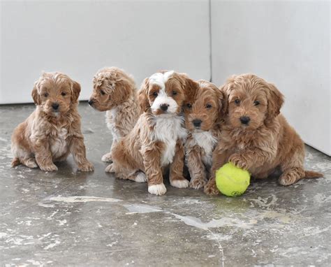A miniature goldendoodle is quite an amazing creature that has been bred for its unique yet impressive qualities. Mini Goldendoodle Puppies for Sale in 2020 | Mini ...