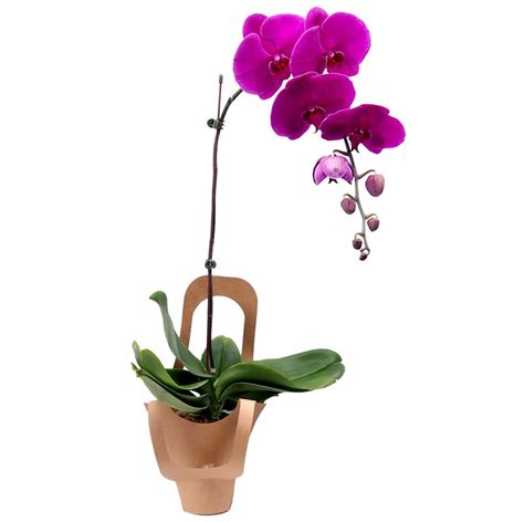 Po 51 Phalaenopsis Orchid Little Flower Hut 1 Florist Online