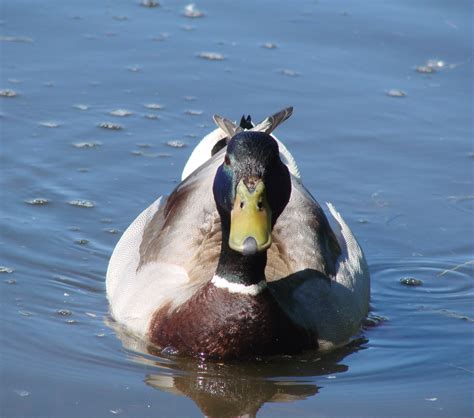 Free Images Nature Wing Lake Wildlife Reflection Beak Sitting