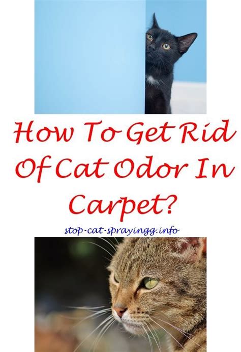 You may have to experiment a little bit, but offering natural, healthy ways to ward off your cat's instinctive behavior is much safer and longer term investment than abusive scolding or. catpee homemade cat repellent spray for furniture - why ...