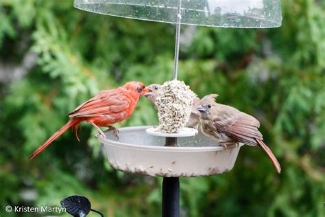 Backyard Tweet Hearts The Love Life Of Northern Cardinals Nature