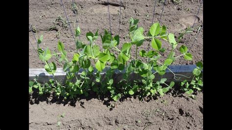 How To Grow Sugar Snap Peas Part 3 2013 Youtube