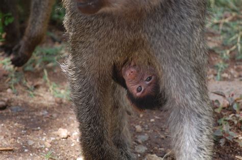 Baboon baby, Ngorongoro Crater, Tanzania | Baboon ...