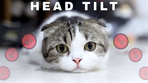 A head tilt usually indicates vestibular signs that may be a problem in the animal's middle or inner ear. Sound That Makes Kittens Tilt Head Left & Right - YouTube