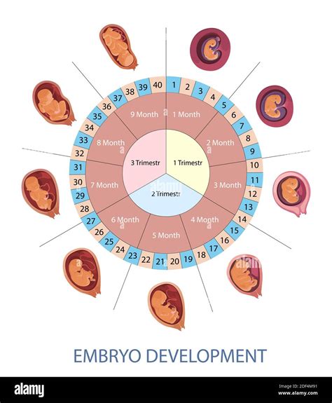 Stages Of Human Embryo Development Vector Infographic Pregnancy Weeks