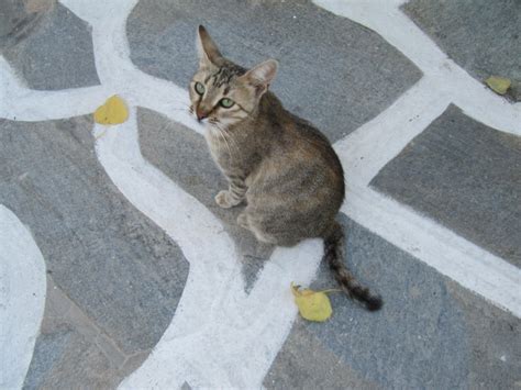 Cats frequently get into mischief, whether they live inside, outside, or go back and forth. The broken-tail cat | Another one of the cats at Katerina ...