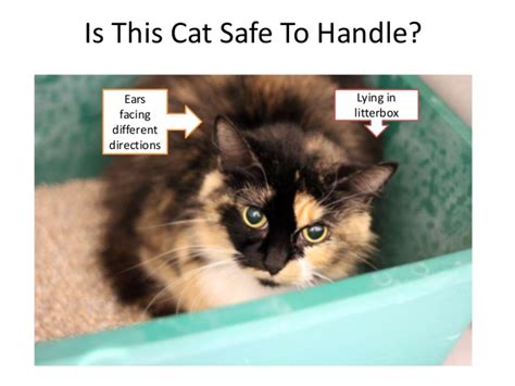 Safe Animal Handling Part 4