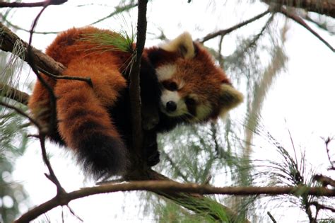 Corridors Are Crucial For The Survival Of Red Pandas Red Pandazine