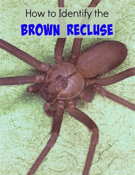 How To Identify The Brown Recluse Country Living Tips Brown Recluse