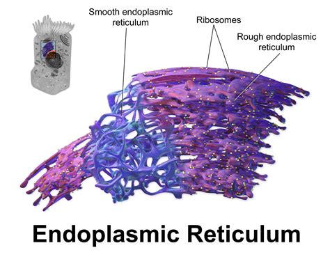 Within the cell, the endoplasmic reticulum plays various functions that range from protein synthesis and transport to the metabolism of carbohydrates. Endoplasmic reticulum; Ergastoplasm