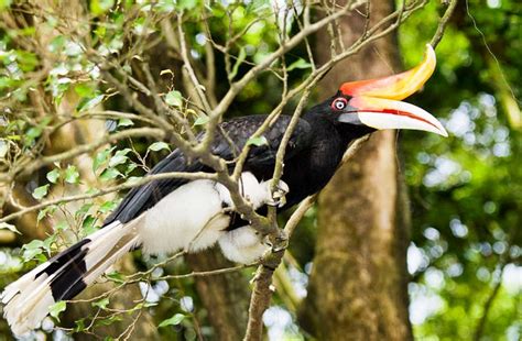 Lets Save The Majestic Hornbills Clean Malaysia
